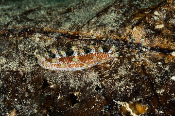 Obraz na płótnie Canvas The most beautiful underwater snails of the Indian and Pacific Ocean