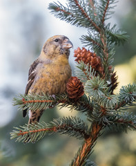 Two-barred crossbill