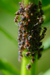 Ants taking care of aphids on green background, macro shot
