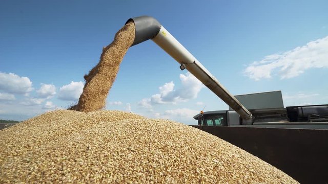 Combine harvester in the field, pours grain of oats into the truck body.