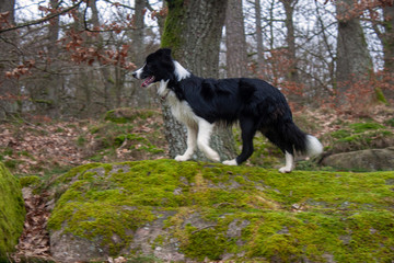 Fototapeta premium Border Collie, Almindingen, Bornholm, Ekkodalen
