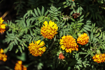 Yellow flower in the garden