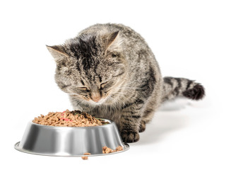gray cat mongrel with a bowl of dry food