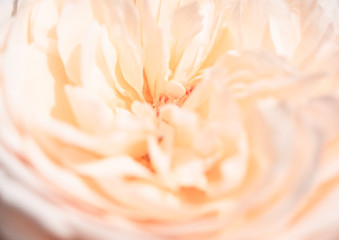 Beautiful close up softness pink rose petal background