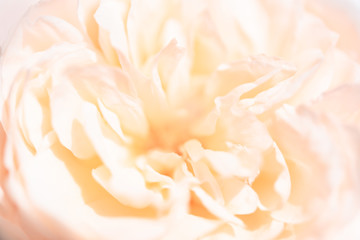 Beautiful close up softness pink rose petal background