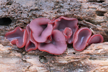 Ascocorine sarcoides o Ascocoryne cylichnium creciendo sobre madera. Hongos gelatinosos