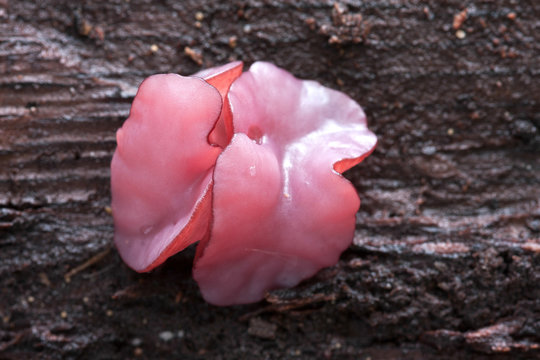 Ascocorine sarcoides o Ascocoryne cylichnium creciendo sobre madera. Hongos gelatinosos