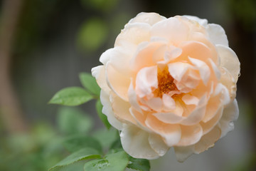Beautiful orange rose flower with water drop after rain in outdoor garden