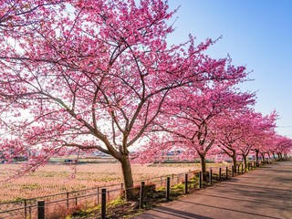 桜並木