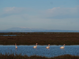 flamingo's lake
