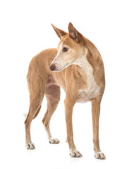 Ibizan Hound in studio