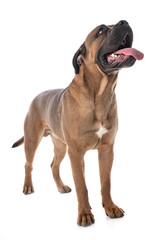 cane corso in studio