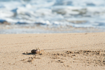 Small Crab walking on white sandy beach