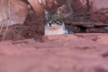 wild cat portrait calm animal face expression with squint eyes looking side ways sand stone outdoor environment somewhere in Jordan desert