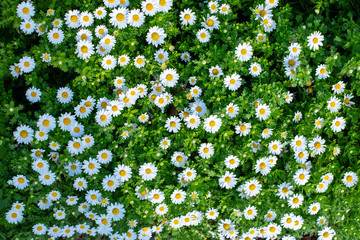 Blooming daisies in the flowerbeds of the Barcelona Park. Spring flowering.