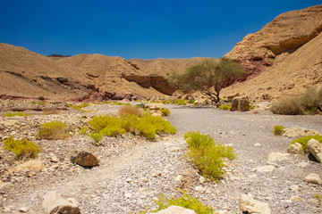 desert canyon global warming climate changes nature dry ground landscape wilderness scenic view sand stone rocky hills and lonely tree environment