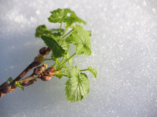 Young twigs with buds and green leaves on a frozen background with ice crystals. Romantic winter...