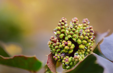 Closeup of the wet bud of a barberry in spring after the rain, before blooming with background and space for text