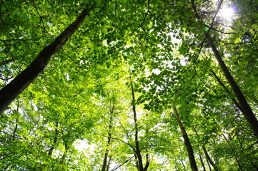 Fototapeta premium 新緑