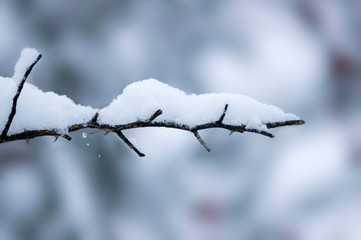 Snowy branches in seasonal winter wonderland