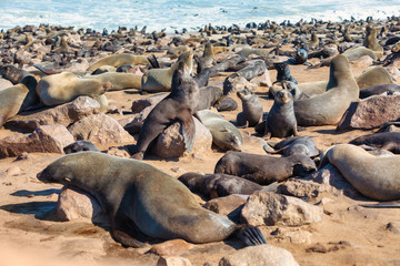 huge colony of brown fur seal in Cape Cross, Namibia safari wildlife