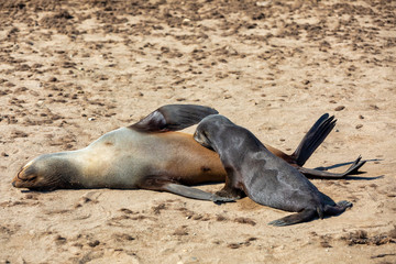 Obraz premium baby of brown fur seal drinking milk from mother in Cape Cross, Namibia safari wildlife