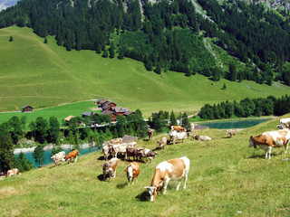 Cows on fertile alpine pastures in the fairytale valley of Saminatal and along the artificial lake...