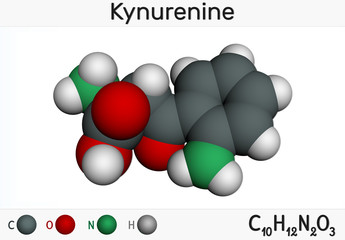 Kynurenine, l-Kynurenine, C10H12O3N2 molecule. It is a metabolite of the amino acid L-tryptophan used in the production of niacin. Molecular model