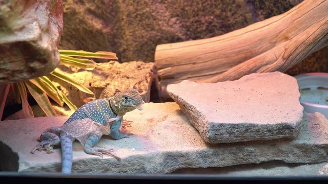 Lizard as it is shedding its skin scraping on a rock as it tries to pull of the dead dry skin layers.