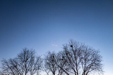 sycamore trees in winter against blue sky