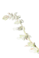 Fototapeta na wymiar Flowers of Salvia leucantha 'White Mischief'