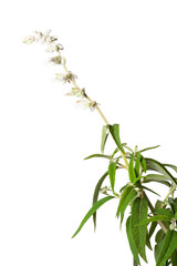 Flowers of Salvia leucantha 'White Mischief'