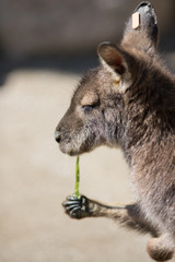 動物園のカンガルー