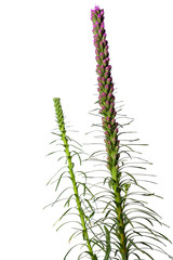 Flower buds of Liatris spicata
