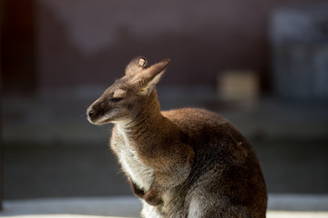 動物園のカンガルー