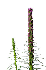 Flower buds of Liatris spicata