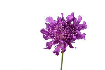 Flowers of Scabiosa 'Vivid Violet'