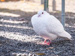砂利の上を歩いている真っ白な鳩。