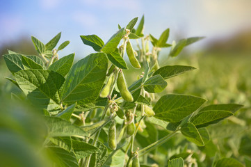 Young soybean plants with pods reaches the sun in an agricultural field on a sunny day against a blue sky.
