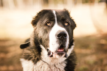 dog alabai central asian shepherd closeup portrait