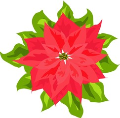 poinsettia flower with leaves isolated on white background vector illustration