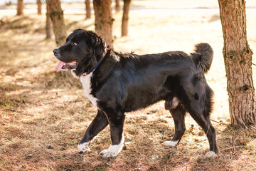 dog alabai central asian shepherd plays in the park