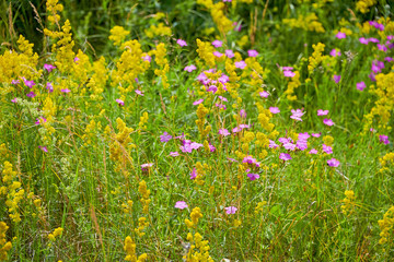 Field with beautiful blooming meadow flowers. Natural floral background.