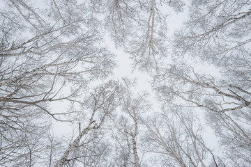 Low angle shot of trees covered with snow with a clear white sky in the background