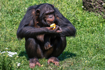 Schimpanse