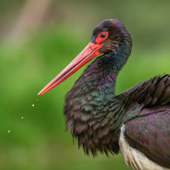 Black Stork - Ciconia nigra, beautiful iconic water bird from European fresh waters, Hortobagy, Hungary.