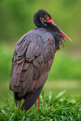 Naklejka premium Black Stork - Ciconia nigra, beautiful iconic water bird from European fresh waters, Hortobagy, Hungary.