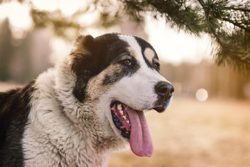 dog alabai central asian shepherd closeup portrait