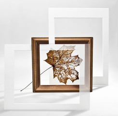 Still life with a dried maple leaf in the frame. Abstraction. Vintage.