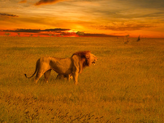 Löwen und Sonnenuntergang im Nationalpark Tsavo Ost und Tsavo West in Kenia
